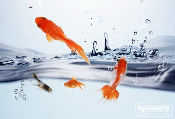 如魚飲水 冷暖自知,信息顯示系統(tǒng),多媒體信息發(fā)布系統(tǒng),數(shù)字標(biāo)牌,digital signage